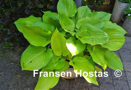 Hosta Mango Smoothie